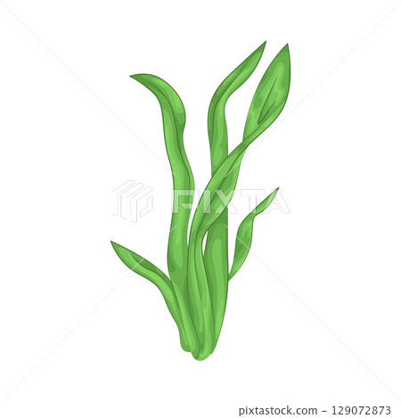 Illustration of Seaweed Illustration of Seaweed 129072873