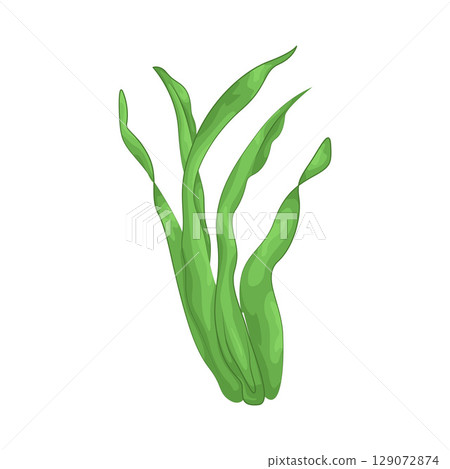 Illustration of Seaweed Illustration of Seaweed 129072874