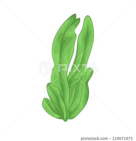 Illustration of Seaweed Illustration of Seaweed 129072875