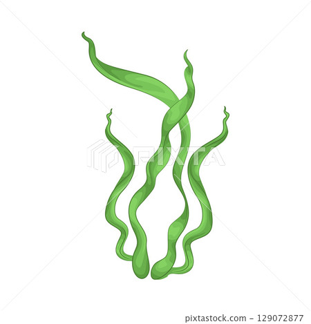 Illustration of Seaweed Illustration of Seaweed 129072877