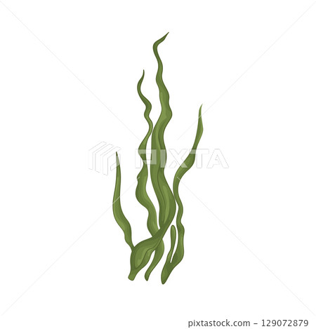 Illustration of Seaweed  129072879