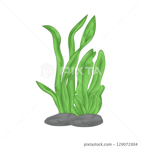 Illustration of Seaweed  129072884