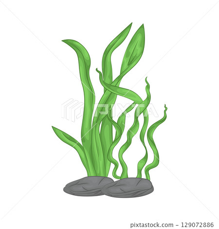 Illustration of Seaweed  129072886