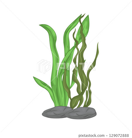 Illustration of Seaweed Illustration of Seaweed 129072888