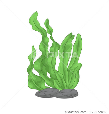 Illustration of Seaweed  129072892