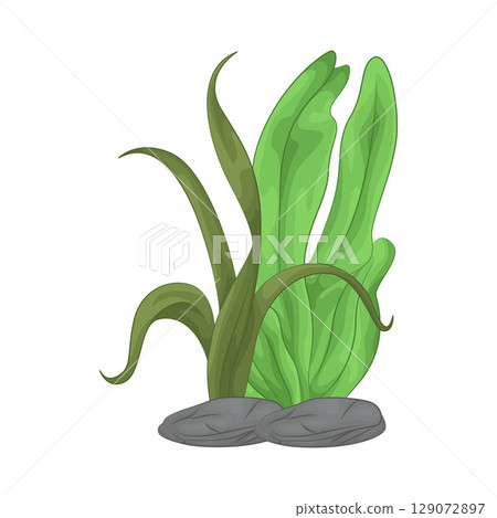 Illustration of Seaweed Illustration of Seaweed 129072897