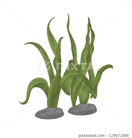 Illustration of Seaweed Illustration of Seaweed 129072898