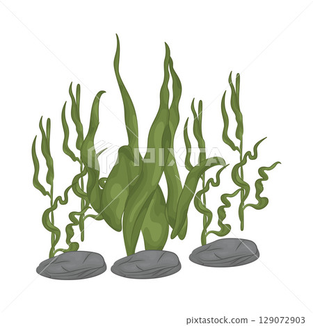 Illustration of Seaweed  129072903