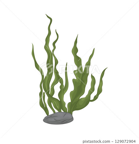 Illustration of Seaweed Illustration of Seaweed 129072904
