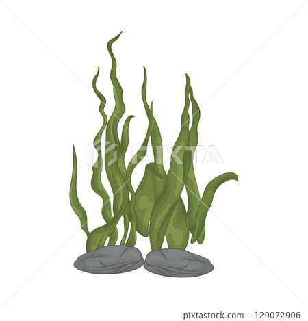 Illustration of Seaweed Illustration of Seaweed 129072906