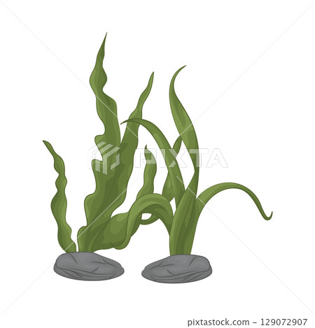 Illustration of Seaweed  129072907