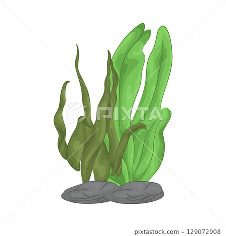 Illustration of Seaweed  129072908