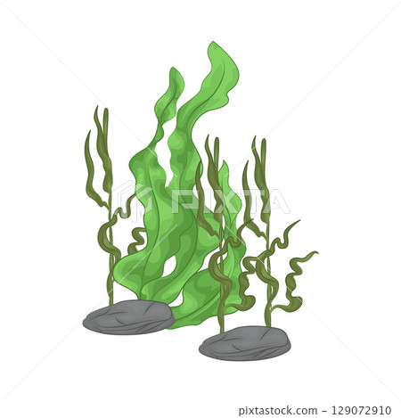 Illustration of Seaweed Illustration of Seaweed 129072910