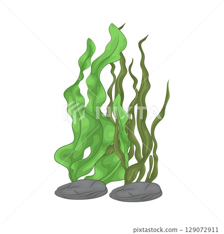Illustration of Seaweed  129072911