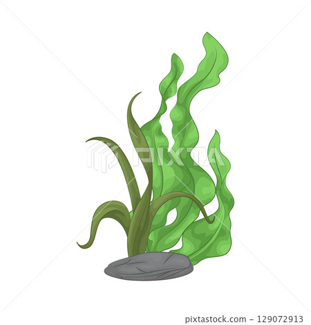 Illustration of Seaweed  129072913