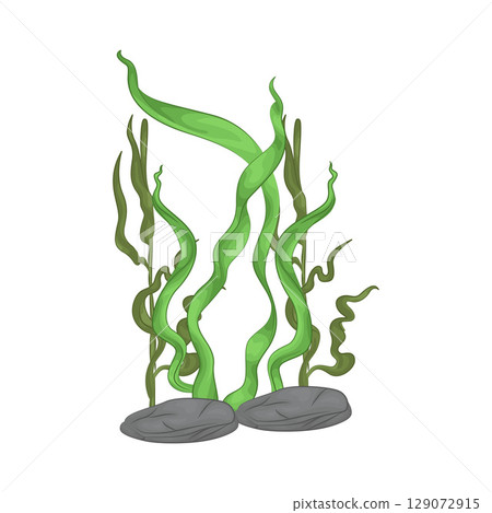 Illustration of Seaweed  129072915
