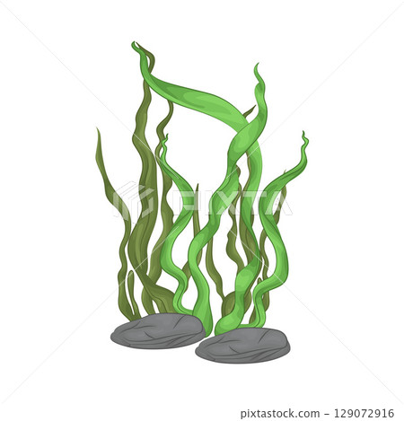 Illustration of Seaweed Illustration of Seaweed 129072916
