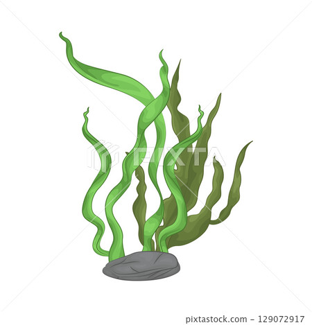 Illustration of Seaweed  129072917