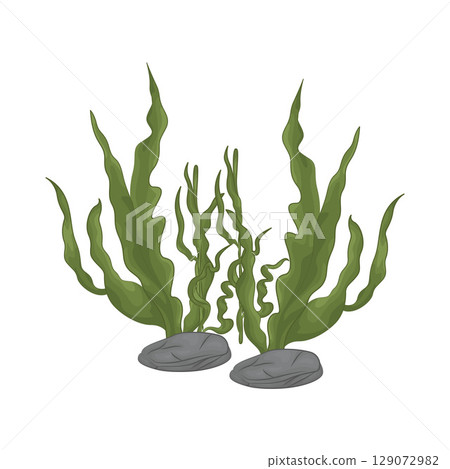 Illustration of Seaweed  129072982