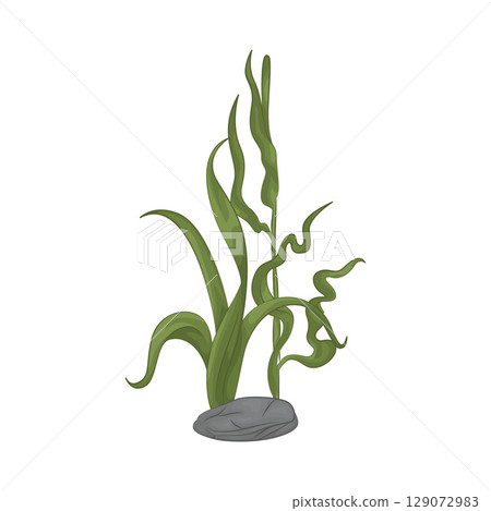Illustration of Seaweed  129072983