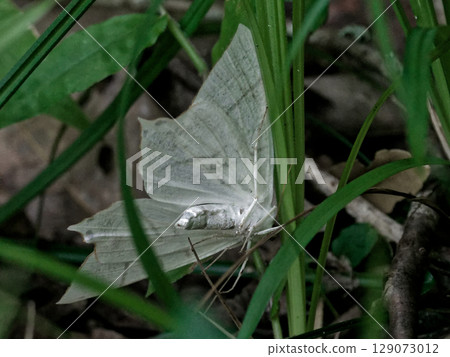 Large white moth Geometridae Large white moth Geometridae 129073012