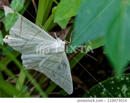 Large white moth Geometridae 129073014