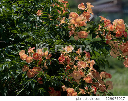 Trumpet vine with large orange flowers 129073017