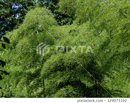 Madake bamboo forest 129073102