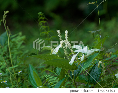 水邊植物 魚腥草科 129073103