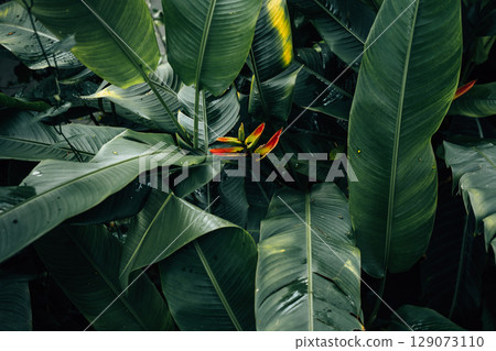 Tropical green leaves, dark green leaves and bushes, fresh and rainy, nature background 129073110