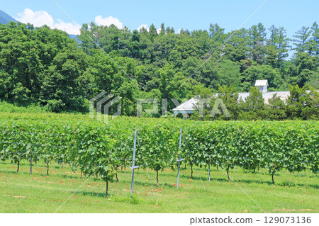 Azumino Winery - Summer vineyards 129073136