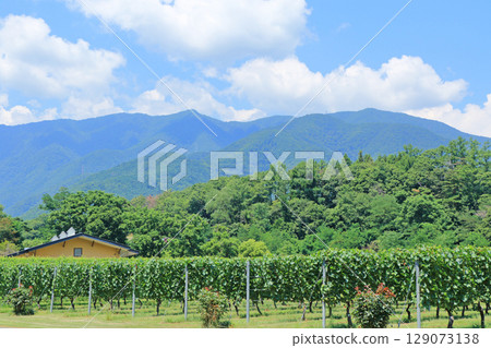 安曇野葡萄酒工廠 - 夏季葡萄園 129073138