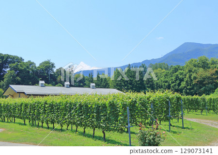 安曇野葡萄酒工廠 - 夏季葡萄園 129073141