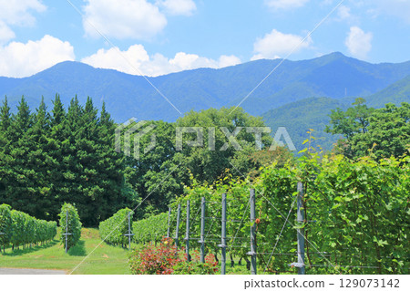 Azumino Winery - Summer vineyards Azumino Winery - Summer vineyards 129073142
