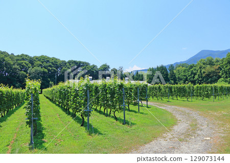 安曇野葡萄酒工廠 - 夏季葡萄園 安曇野葡萄酒工廠 - 夏季葡萄園 129073144