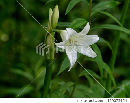 石蒜科文殊蘭屬的純白色花朵 129073154