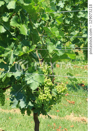 Azumino Winery - Summer vineyards Azumino Winery - Summer vineyards 129073218