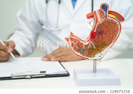 Stomach disease, doctor holding anatomy model for study diagnosis and treatment in hospital. Stomach disease, doctor holding anatomy model for study diagnosis and treatment in hospital. 129073258