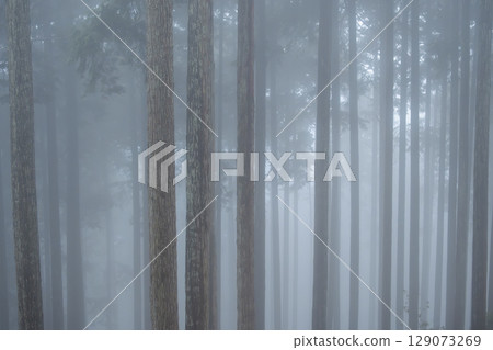 霧氣瀰漫的杉林,如夢似幻的景色 霧氣瀰漫的杉林,如夢似幻的景色 129073269