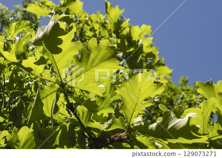 陽光下閃耀著新綠色的橡樹 陽光下閃耀著新綠色的橡樹 129073271