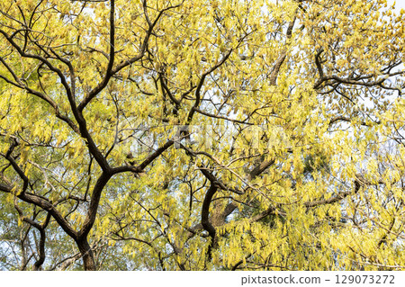 Yellow oak leaves shining in the woods of Satoyama 129073272