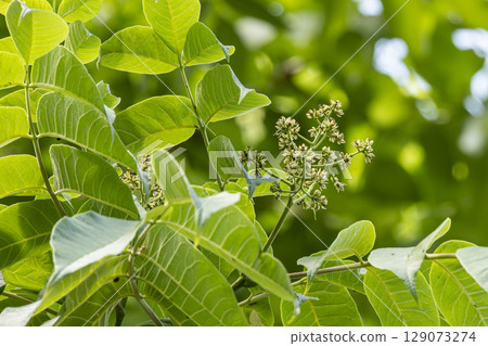 Young leaves of the Phellodendron amurense tree, which are used as a medicinal herb called Obaku 129073274