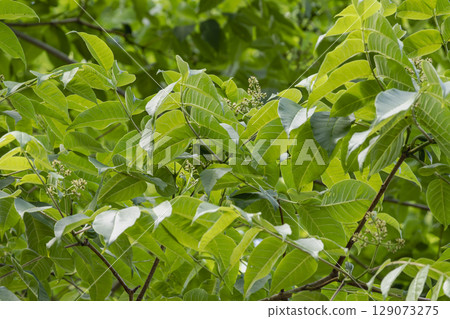 Young leaves of the Phellodendron amurense tree, which are used as a medicinal herb called Obaku Young leaves of the Phellodendron amurense tree, which are used as a medicinal herb called Obaku 129073275