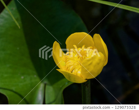 Yellow flower of perennial aquatic plant Nymphaeaceae 129073328