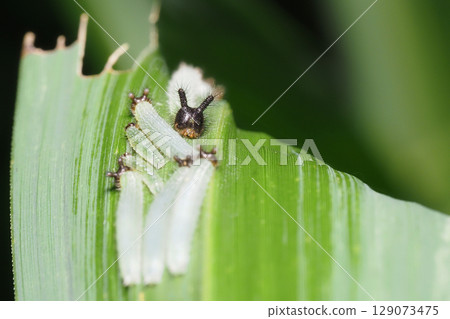 Crocodon蝴蝶幼蟲 129073475