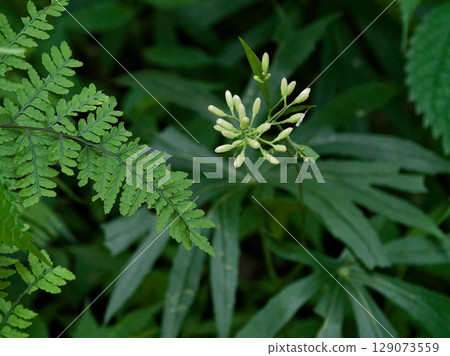 菊科多年生植物菊科的芽 菊科多年生植物菊科的芽 129073559
