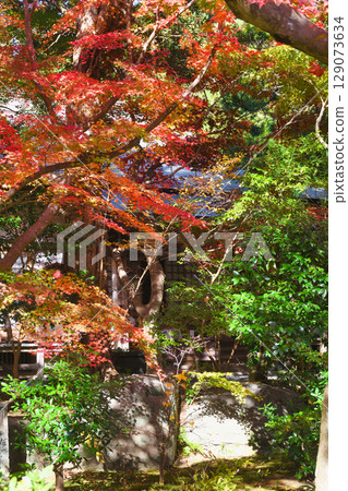 Beautiful autumn leaves at Kakuonji Temple in Kamakura (Kamakura City, Kanagawa Prefecture) 129073634