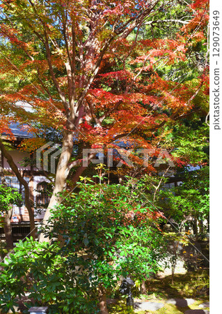 Beautiful autumn leaves at Kakuonji Temple in Kamakura (Kamakura City, Kanagawa Prefecture) 129073649