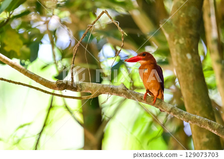 Akashoubin 129073703