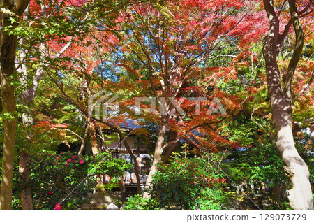 Beautiful autumn leaves at Kakuonji Temple in Kamakura (Kamakura City, Kanagawa Prefecture) Beautiful autumn leaves at Kakuonji Temple in Kamakura (Kamakura City, Kanagawa Prefecture) 129073729
